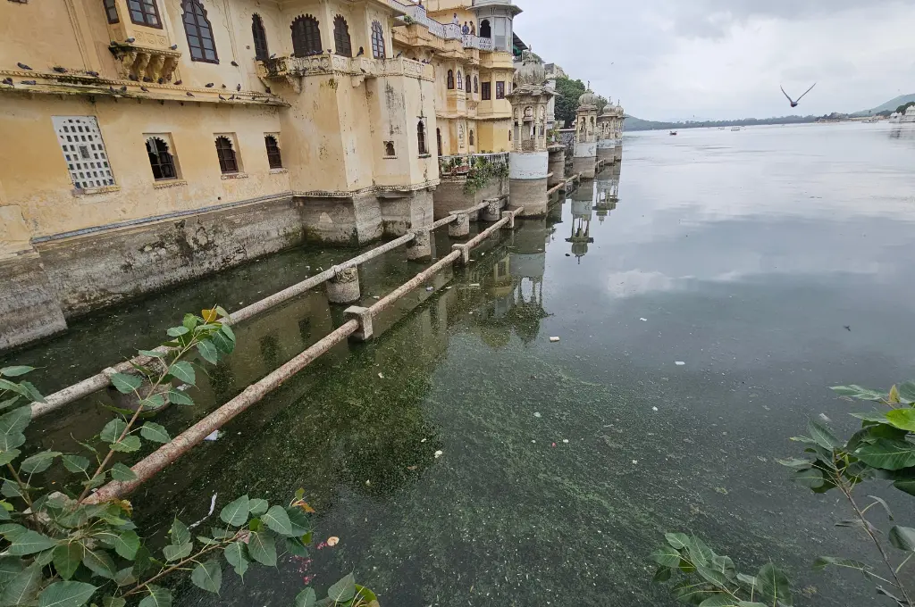 Algae and waste choke Udaipur lakefront_water infrastructure