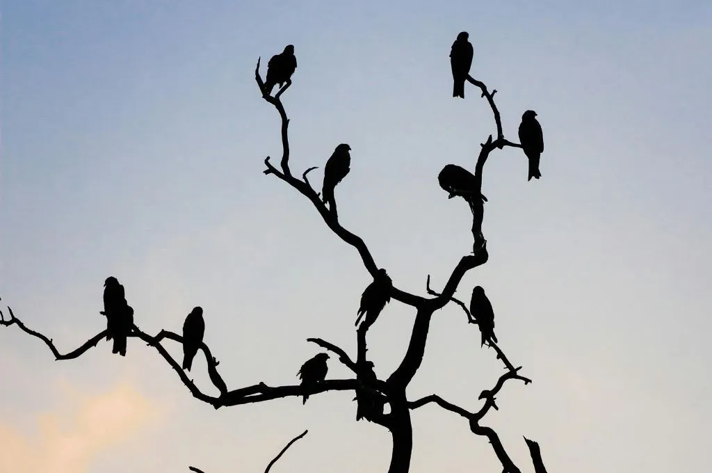 Silhouetted birds perched on bare tree_leadership failure