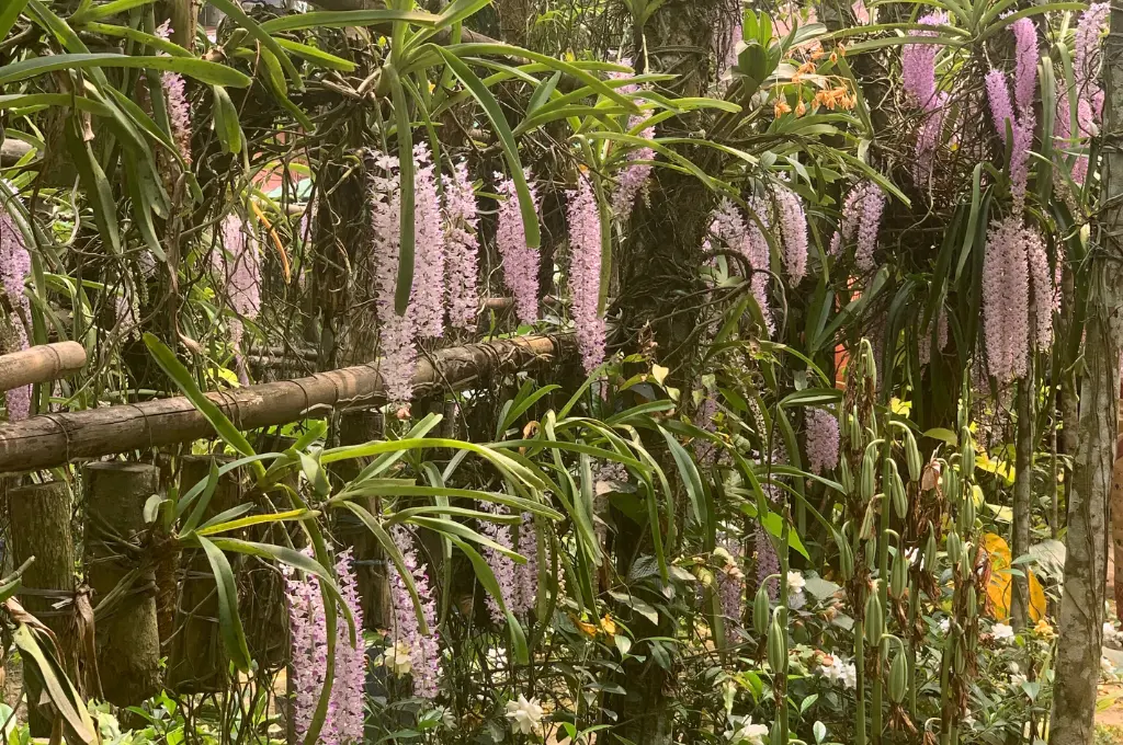 Orchid flowers blooming in forest-like garden_Kopou