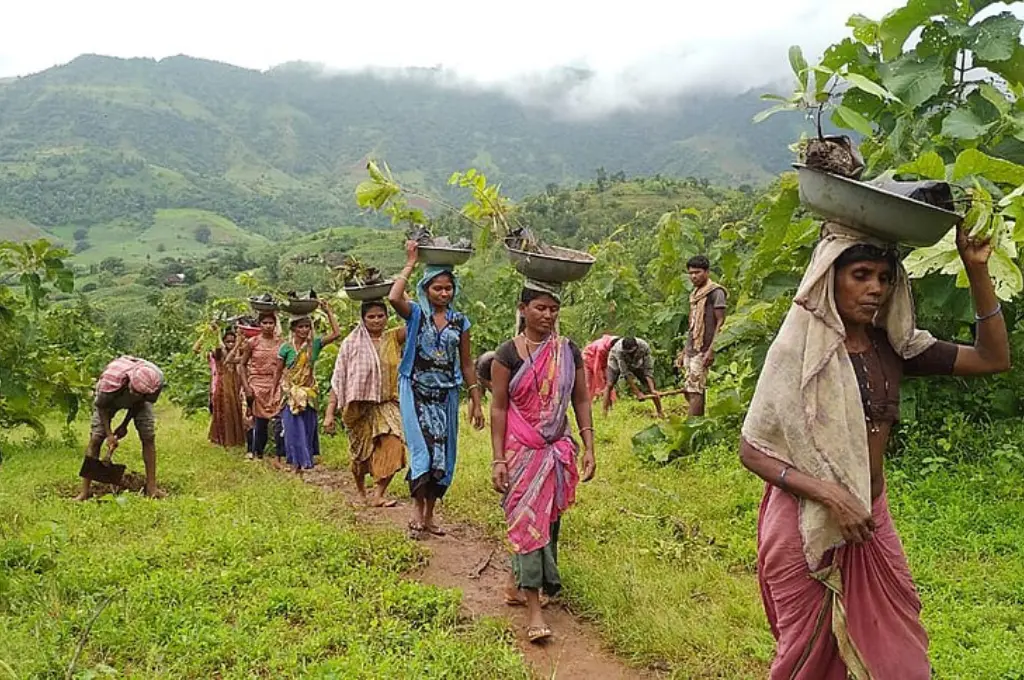 A group of Adivasi women walk in a line along a lush forest path, carrying saplings and soil in metal basins on their heads. Men in the background are digging and working on the hillside. Mist-covered hills and dense greenery form the backdrop_DAJGUA