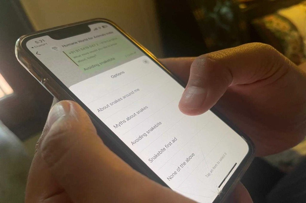 The image is a close-up shot of a person holding a smartphone in their hands. On the screen, a WhatsApp chat is open in the background. In the foreground, there is a white text window with the title 'options'. Below it are the following prompts: 'about snakes around me', 'myths about snakes', 'avoiding snakebite', 'snakebite first aid', and 'none of the above'. At the end, there is an option that says 'tap an item to select it'._WhatsApp chatbots
