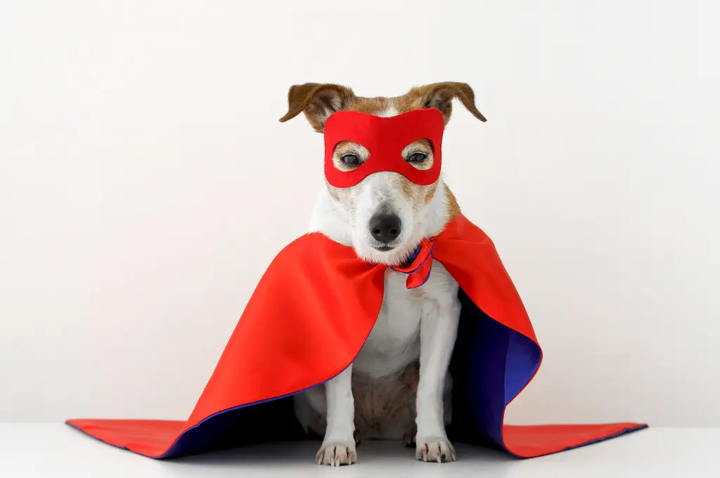 Dog in red superhero costume posing_nonprofit humour