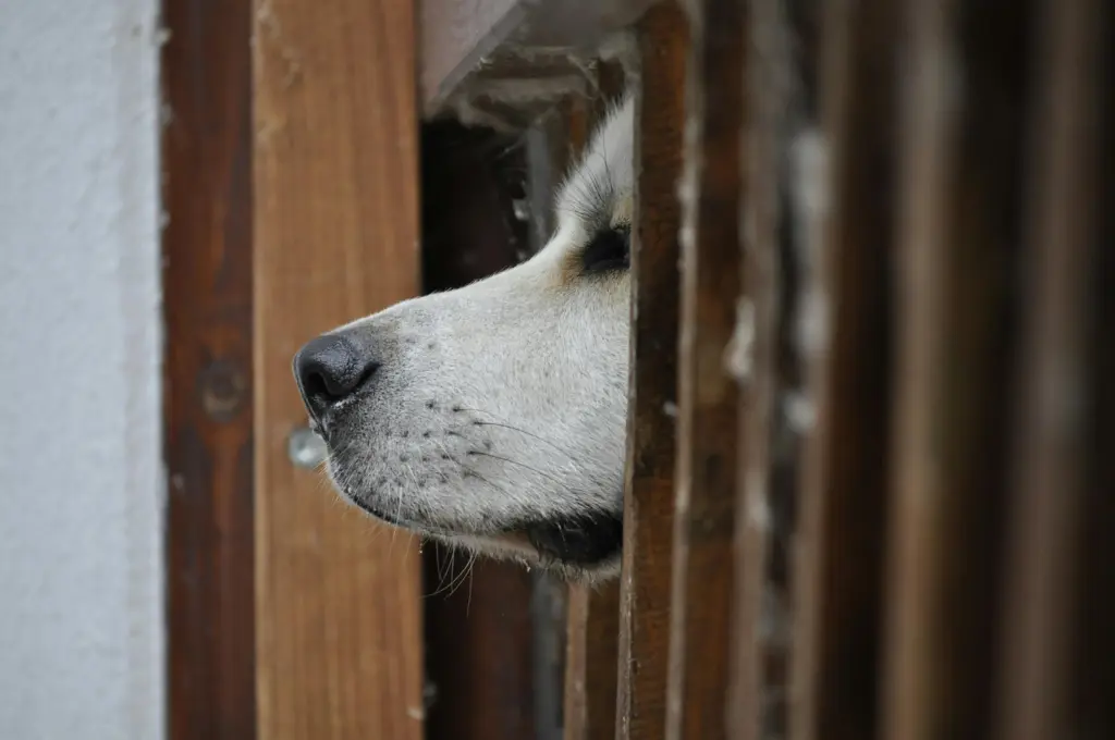 A close-up side view of a dog's snout poking through narrow wooden fence slats, as if it's trying to smell or observing something outside_nonprofit humour
