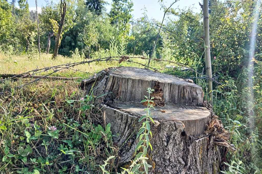 The image is close-up of a large tree stump in a field of grass. There are a few trees in the distance._Oukhoo pencil village 
