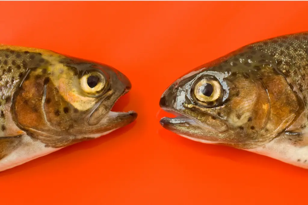 Two trout heads facing each other on bright orange background_nonprofit humour