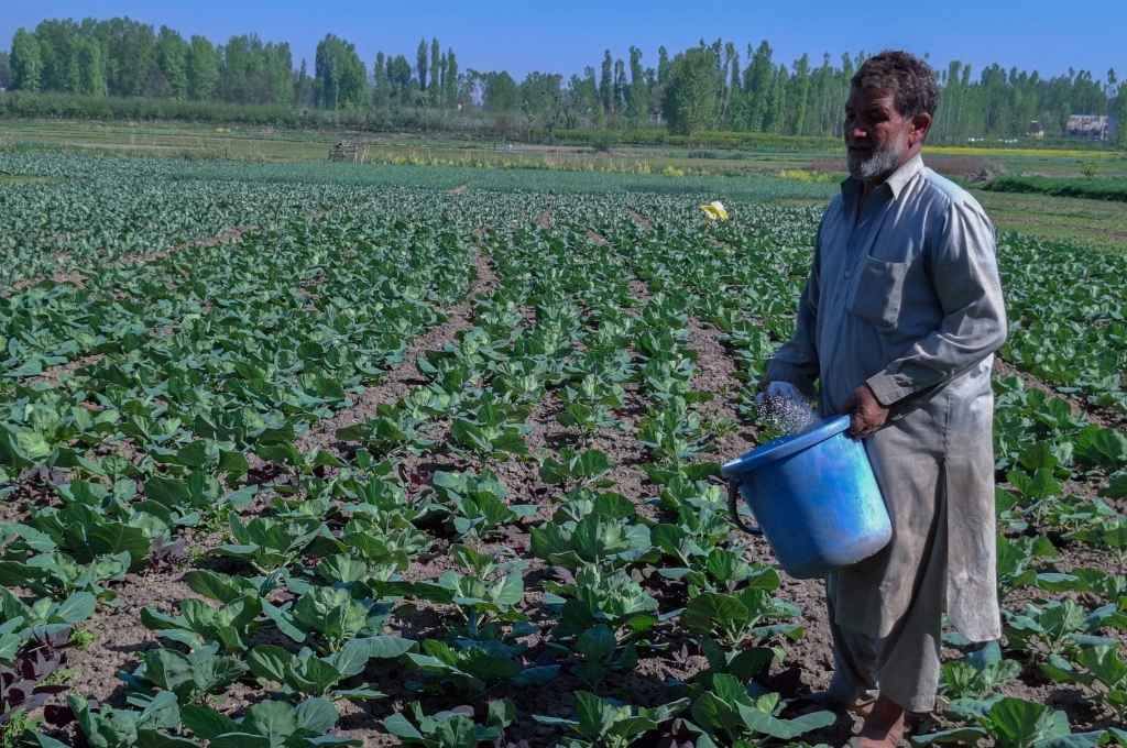 A farmer in Kashmir watering a field full of vegetables-vegetable farming