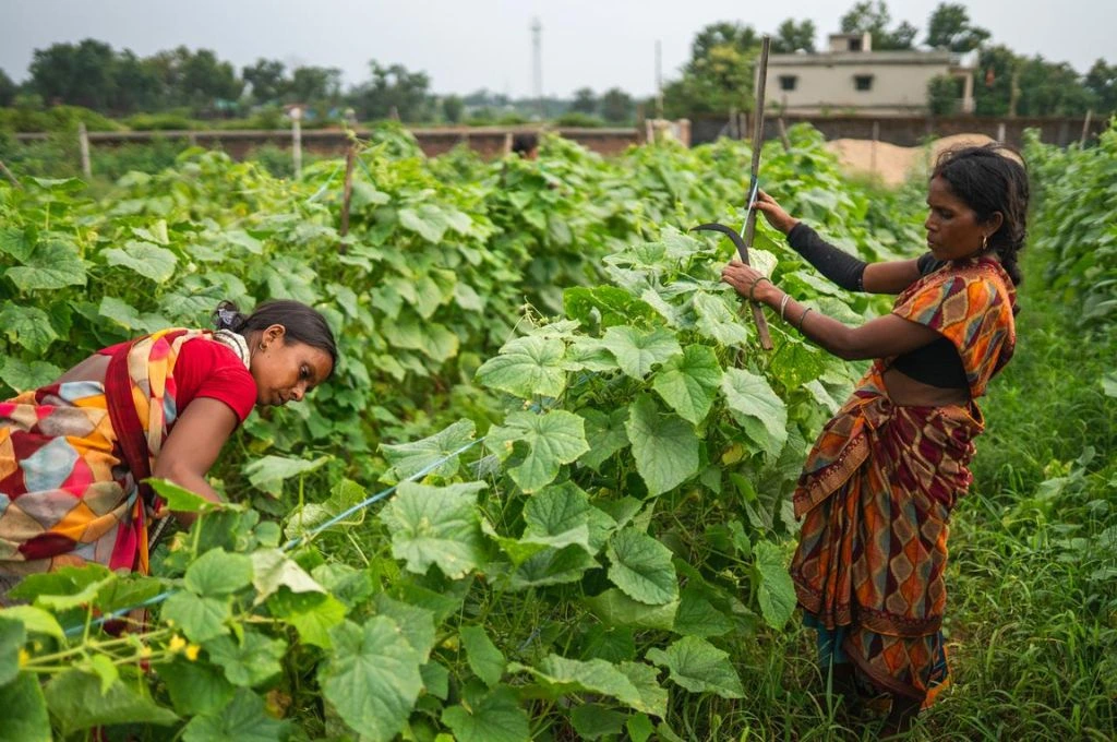 Two women in colorful sarees work in a lush green vegetable field, carefully tending to plants and using tools to harvest produce. Rows of leafy vines surround them under an overcast sky_group farming
