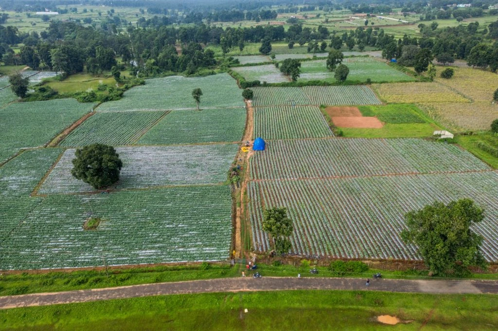 Aerial view of expansive farmland divided into rectangular plots with green crops, bordered by trees and intersected by a narrow road. A small blue tarpaulin-covered structure sits at the center of the fields._group farming