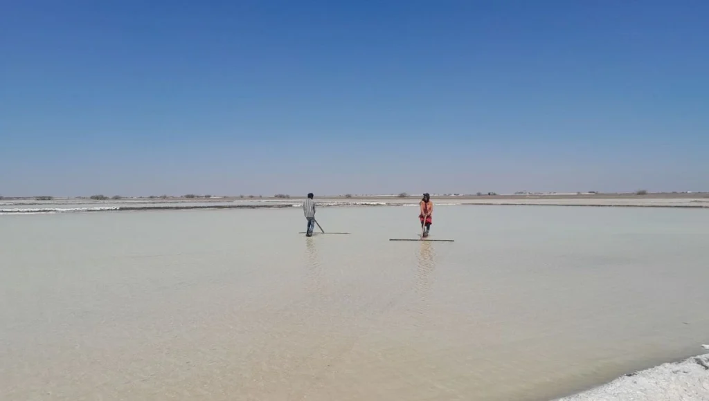 a man and a woman rake a salt pan in Little Rann of Kutch--salt farming