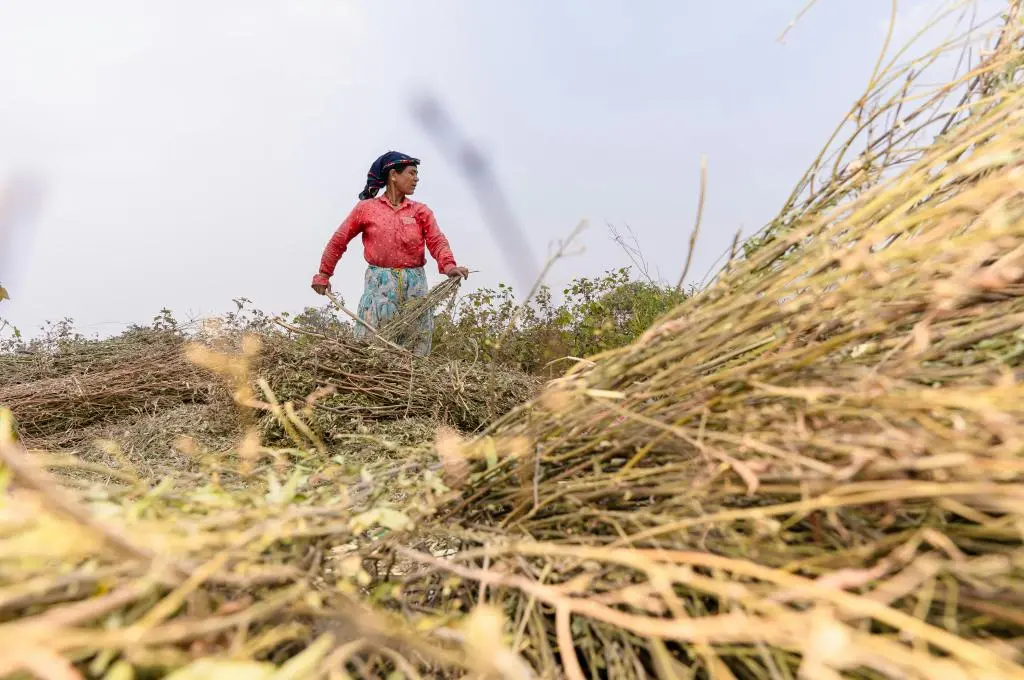 Woman standing in a field, gathering dry crops with her hands, surrounded by piles of harvested plants under a pale, cloudless sky_women workforce participation