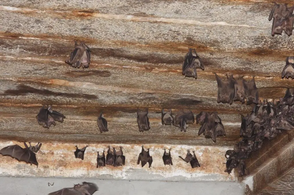 The image is a close-up shot of the stone ceiling of a temple. Several bats are hanging upside down from the ceiling._Human-wildlife coexistence