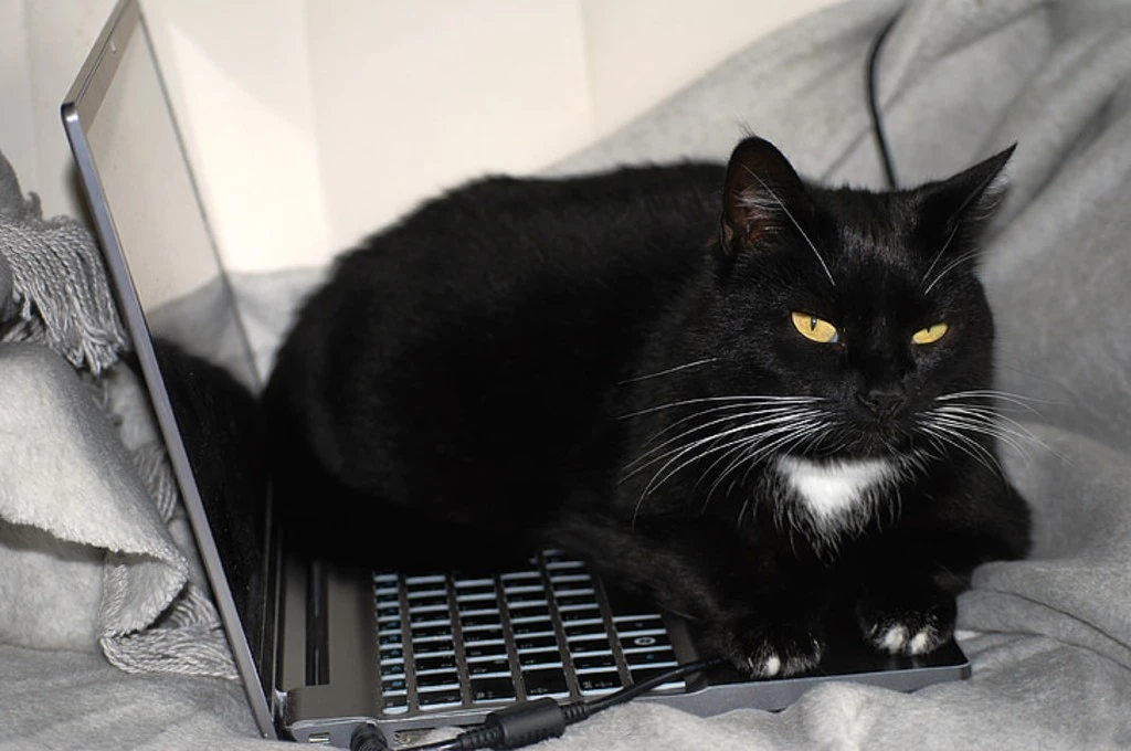 The image features a black cat sitting on the keyboard of an open laptop, which is placed on a bed. The cat has yellow eyes and it is staring directly ahead._Nonprofit humour