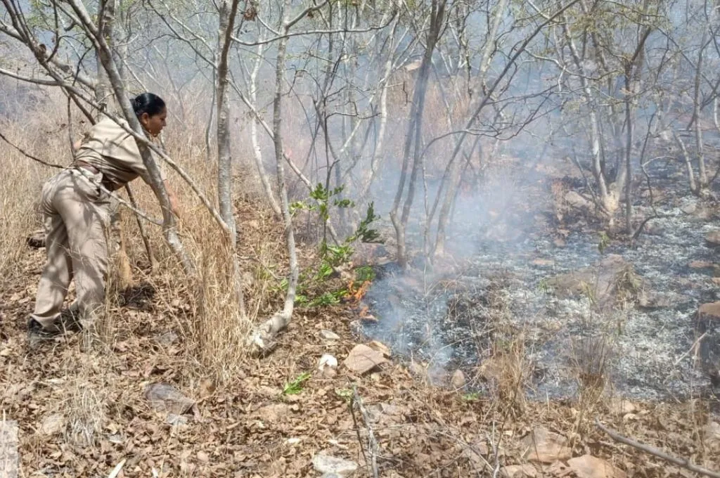 a female forest guard puts out a forest fire in Mewar Biodiversity Park, Udaipur district, Rajasthan--forest guard