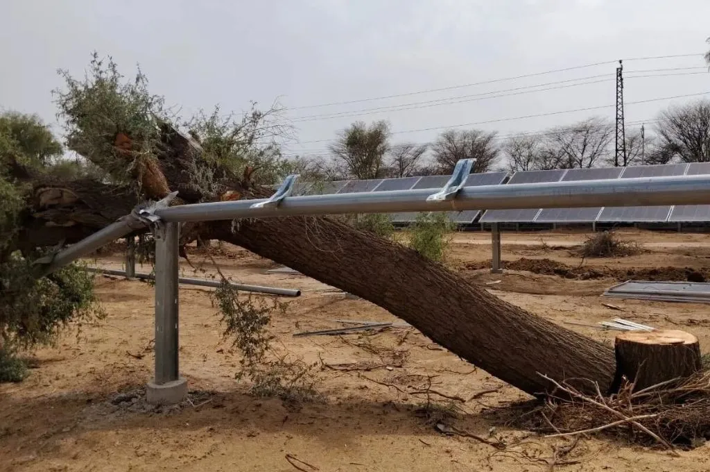 The image is set in a desert area with thorny bushes, and sand-like soil covering the ground. A recently cut tree is laying diagonally on a metal frame, placed right next to the tree stump. In the background, there are a series of solar panels placed on a similar metal frame._Khejri trees