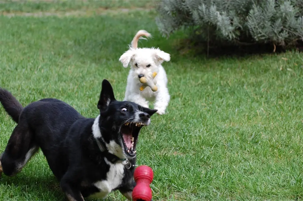 A black dog with its mouth wide open appears startled or mid-bark while running away, as a small white dog chases behind holding a plush toy in its mouth on a grassy lawn. A red chew toy is also on the ground in front of the black dog._Nonprofit humour