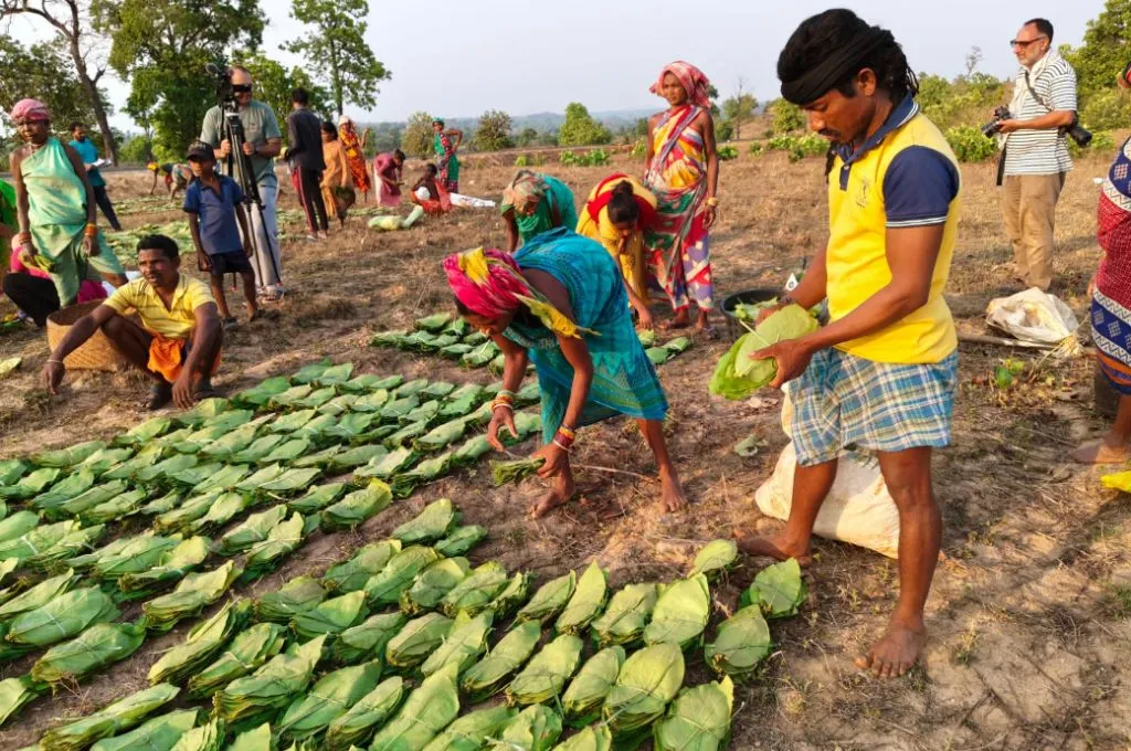 A group of farmers sorting kendu leaves in bunches in a field