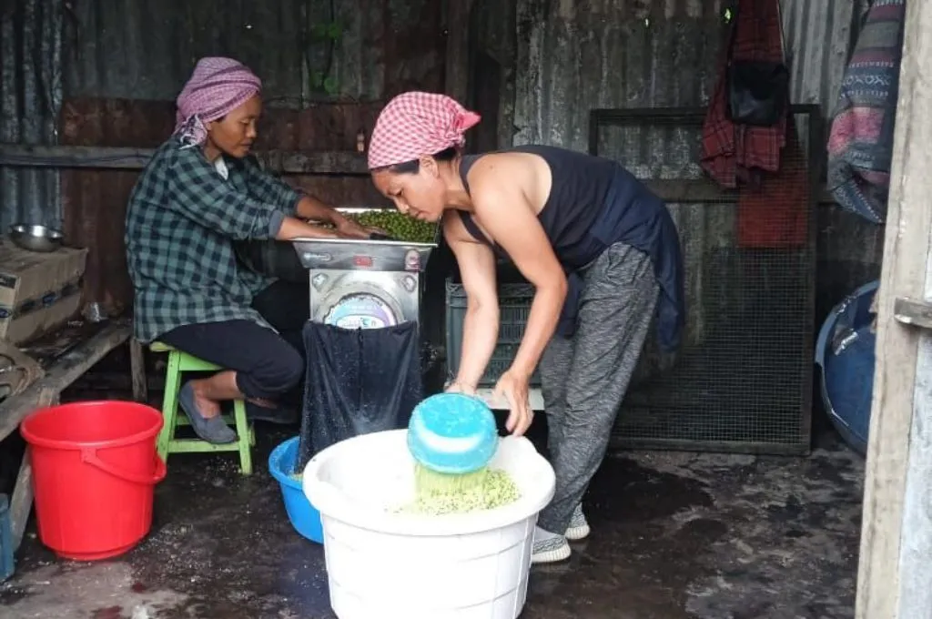 two women processing gooseberries in a tin house in serchhip district, mizoram--mizoram candy brand