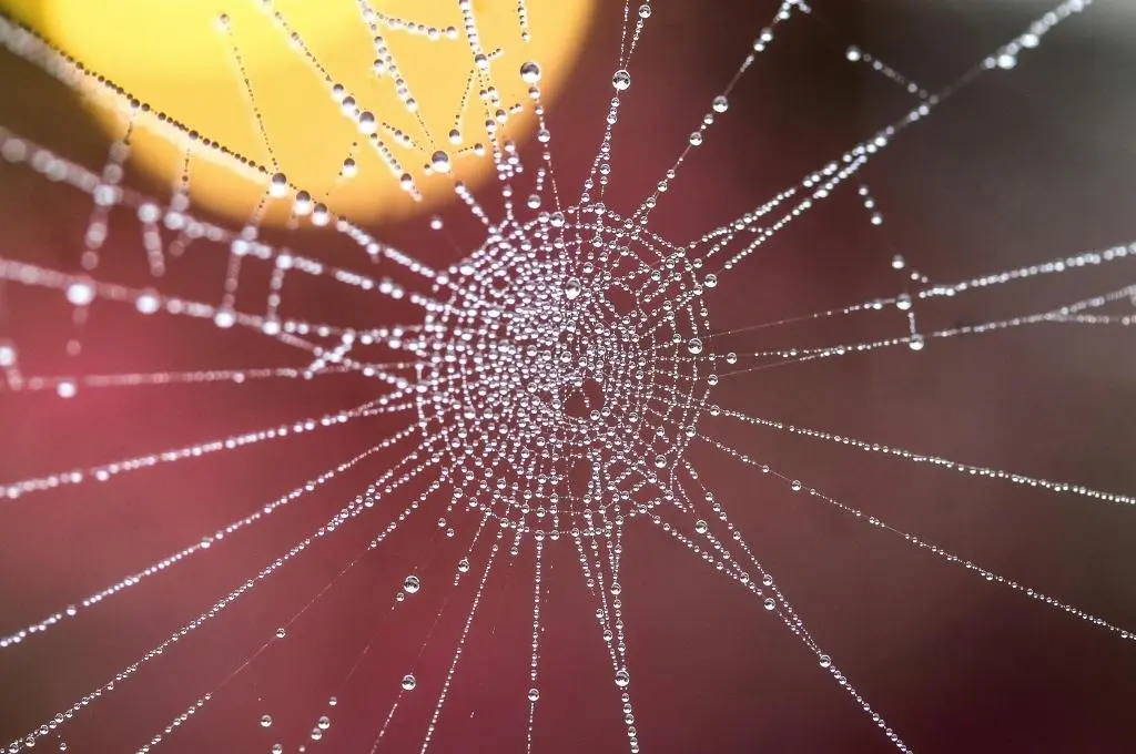 close up shot of a spider web with water droplets against a red and yellow background--LLMs