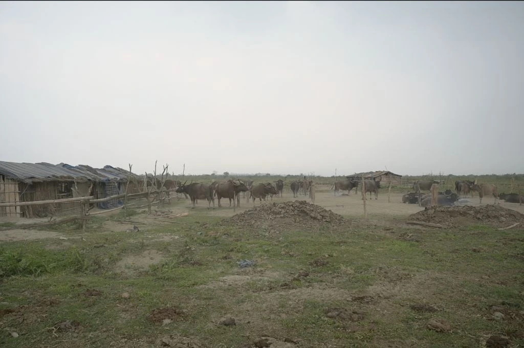 A group of buffaloes rests and grazes around traditional thatched Khutis in an open rural landscape with earthy ground and sparse vegetation_Assam herders