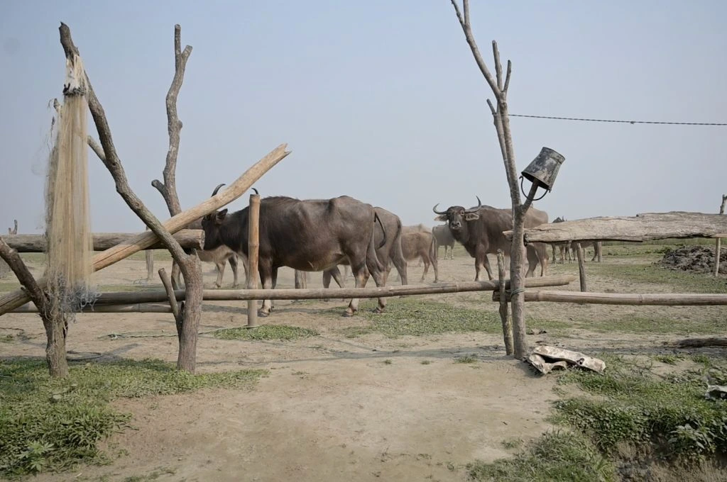 A herd of buffaloes stands inside a rustic wooden enclosure made of logs and branches, with fishing nets and tools hanging nearby._Assam herders