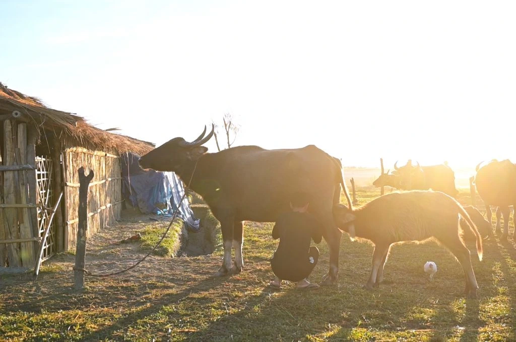 A farmer milks a buffalo while its calf feeds, with the morning sun shining brightly over a Khuti made of thatched hut_Assam herders.