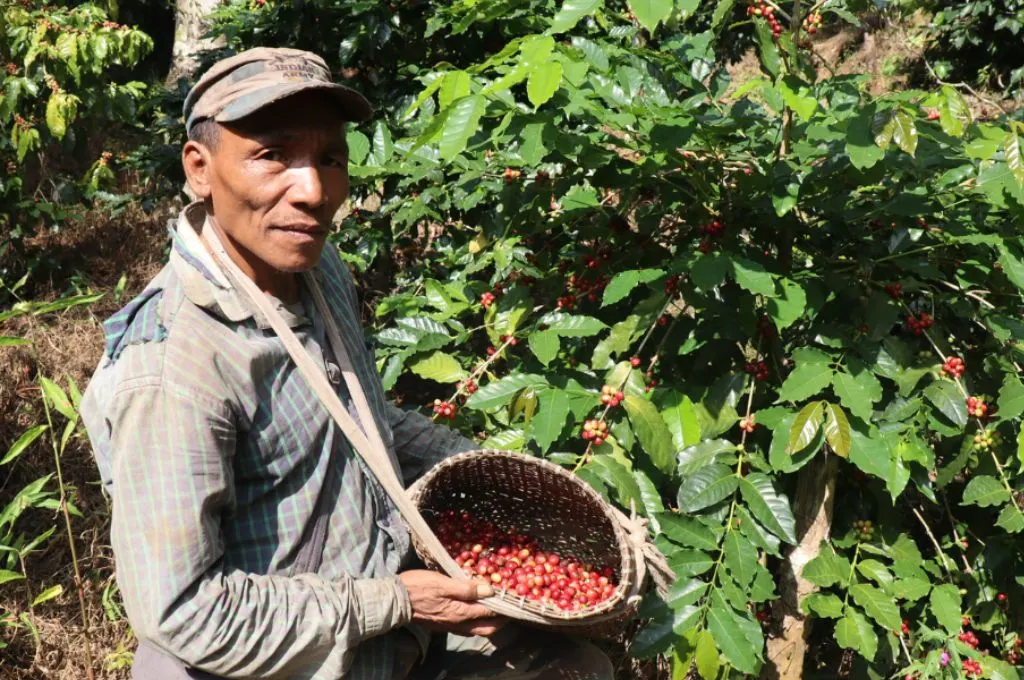 a coffee farmer in assam--start-ups in meghalaya