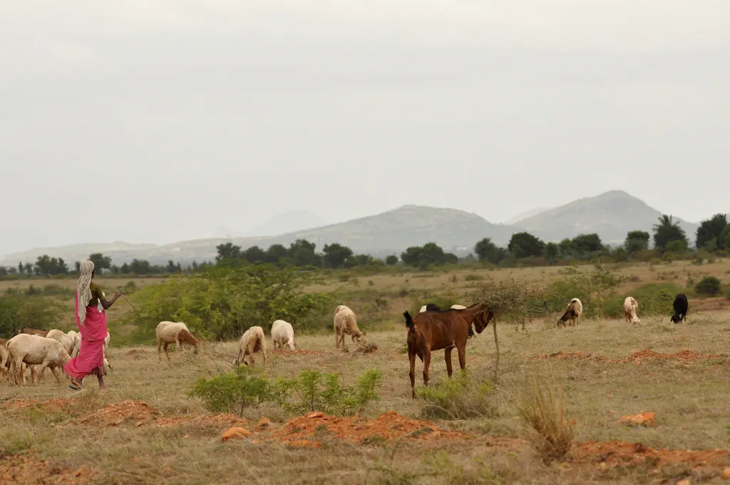 Shepherd with flock of sheep in Maidanahalli, Karnataka, India--commons