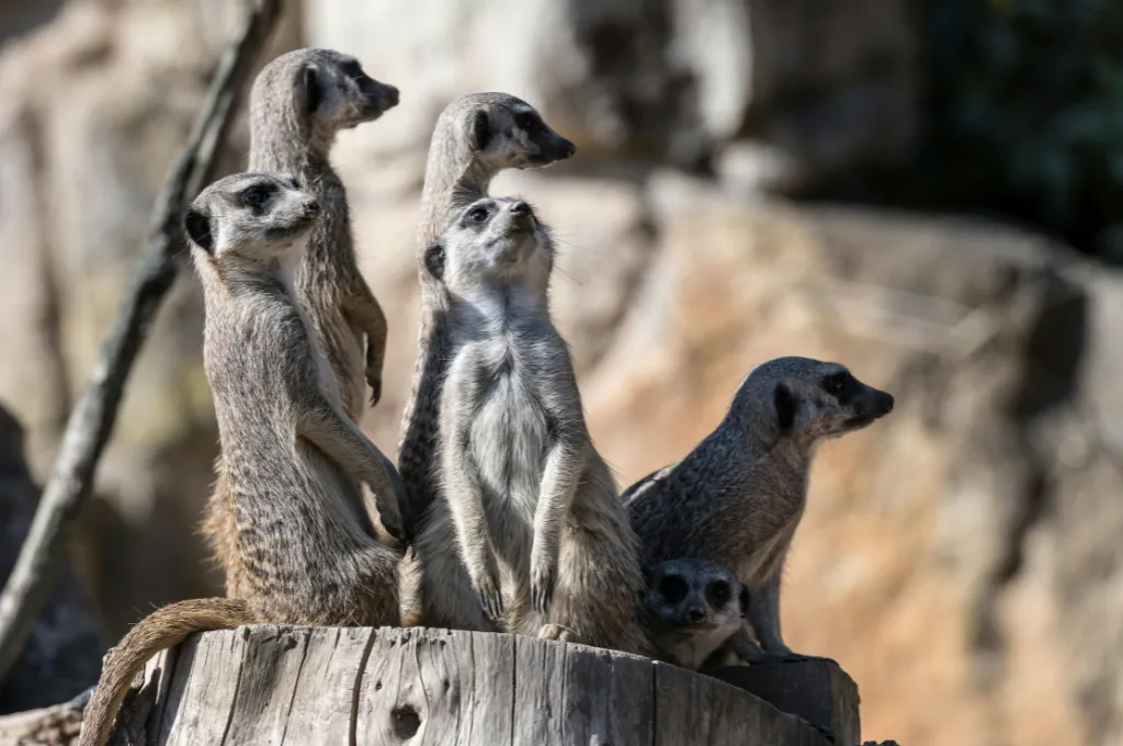 a group of meerkats--nonprofit humour