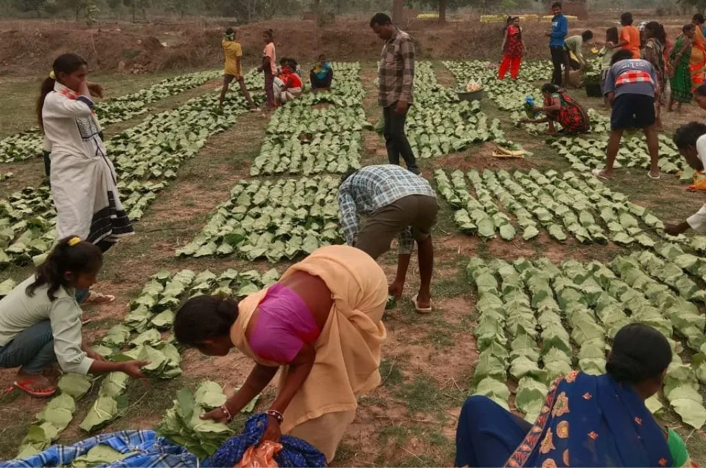 farmers harvesting and gathering leaves--commons governance